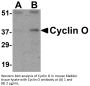 Cyclin O Antibody