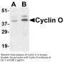 Cyclin O Antibody