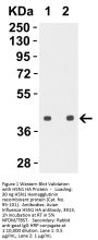 Avian Influenza H5N1 Hemagglutinin (IN2) Antibody