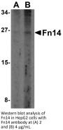 Fn14 Antibody