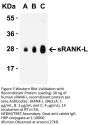 sRANK Ligand Antibody