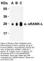 sRANK Ligand Antibody