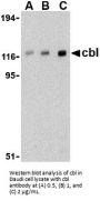 Cbl Antibody