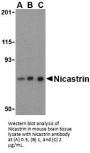 Nicastrin Antibody