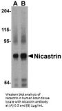 Nicastrin Antibody