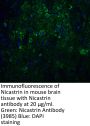 Nicastrin Antibody