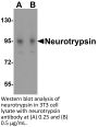 Neurotrypsin Antibody