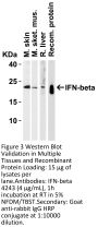 IFN-beta Antibody