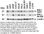 IFN-beta Antibody