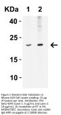 IFN-beta Antibody