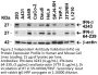 IFN-beta Antibody