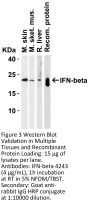 IFN-beta Antibody