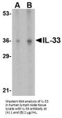 IL-33 Antibody