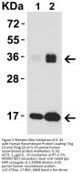 IL-33 Antibody