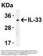 IL-33 Antibody