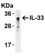 IL-33 Antibody