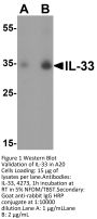 IL-33 Antibody