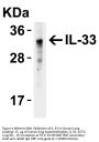 IL-33 Antibody