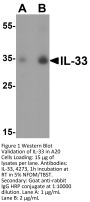 IL-33 Antibody