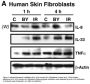 IL-33 Antibody