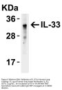 IL-33 Antibody