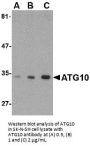 ATG10 Antibody