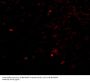 NIPSNAP Antibody