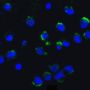 Ambra1 Antibody