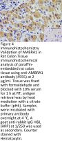 Ambra1 Antibody