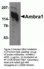 Ambra1 Antibody