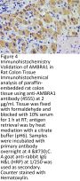 Ambra1 Antibody