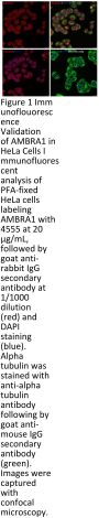 Ambra1 Antibody