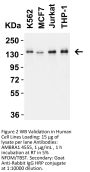 Ambra1 Antibody