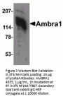 Ambra1 Antibody