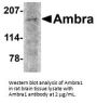 Ambra1 Antibody