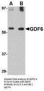 GDF6 Antibody