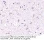 LASS5 Antibody