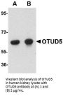 OTUD5 Antibody