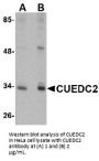 CUEDC2 Antibody