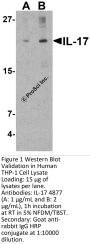 IL-17 Antibody