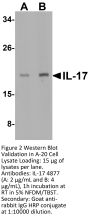 IL-17 Antibody