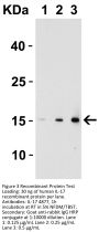 IL-17 Antibody