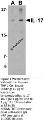 IL-17 Antibody