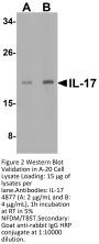 IL-17 Antibody