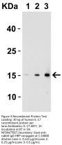IL-17 Antibody