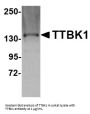 TTBK1 Antibody