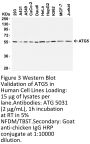 ATG5 Antibody