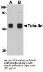 Alpha-tubulin Antibody