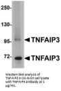 TNFAIP3 Antibody