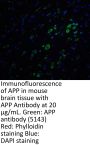 APP Antibody